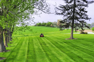 BF Lawncare lawn mowing photo